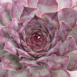 Sempervivum - Dachwurz - Hauswurz